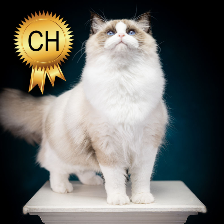 ragdoll-cat-champion-India