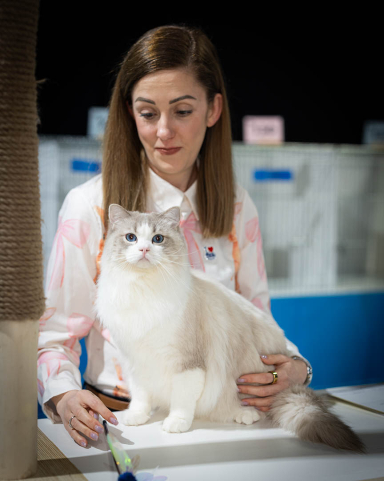 ragdolls-thames-tica-cat-show-apr-2026-70 ragdolls-thames-tica-cat-show-apr-2026-70