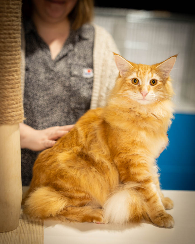 ragdolls-thames-tica-cat-show-apr-2026-27 ragdolls-thames-tica-cat-show-apr-2026-27