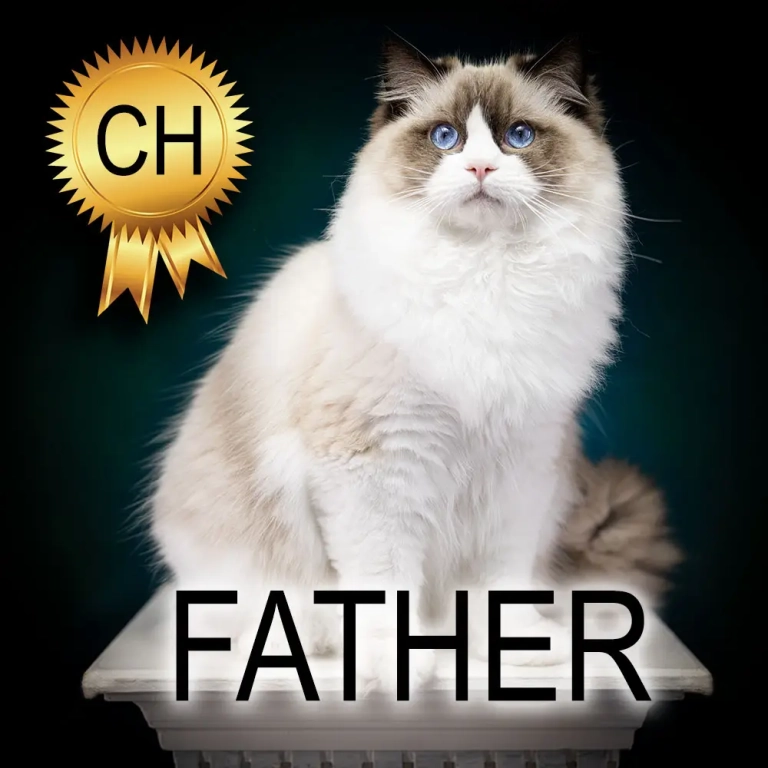 Champion Ragdoll Cat ragdoll-cat-Zeus-champion-father