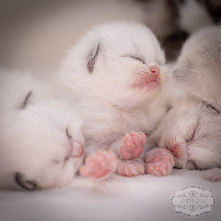 ragdoll kitten sale ragdoll-kitten-sale-LRDB1