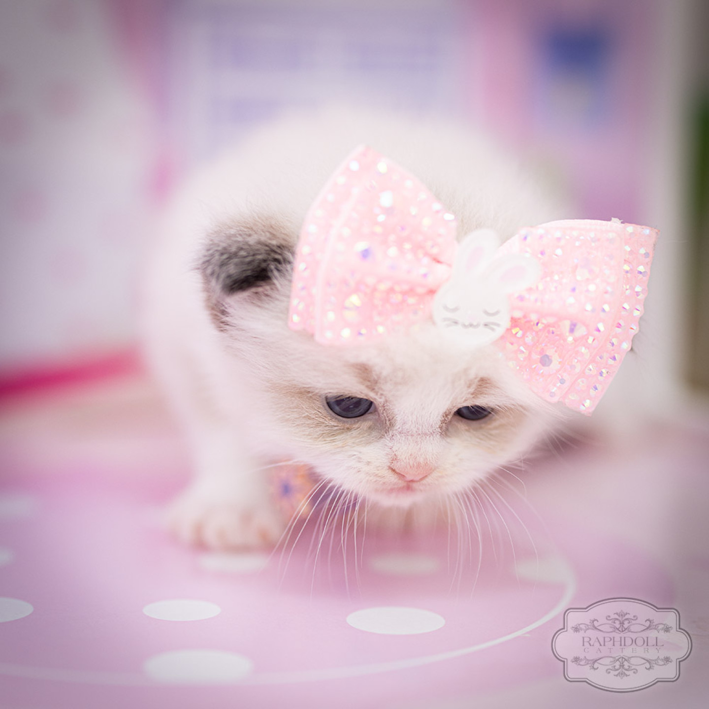 ragdoll kitten for sale lpbd ragdoll-kitten-for-sale-lpbd1