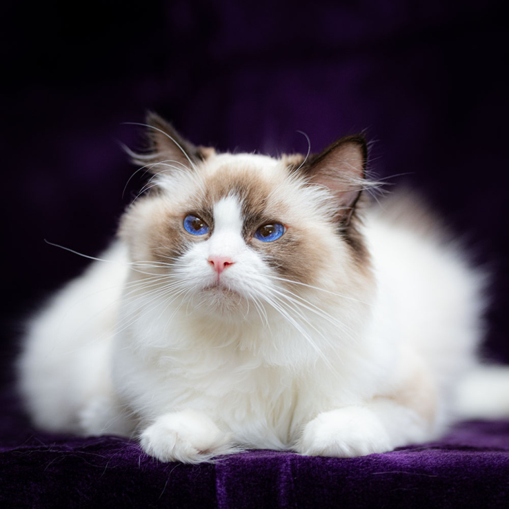 ragdoll-cat-bicolor-salome2