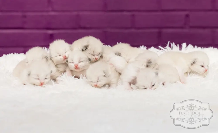 ragdoll-kittens-sale7