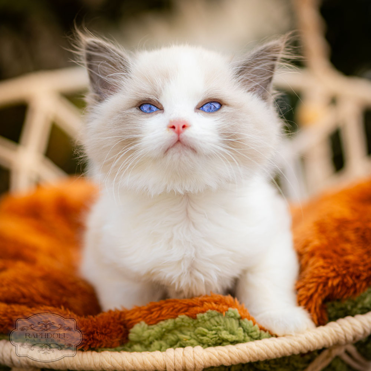 ragdoll-kitten-bicolor-LSAE-w