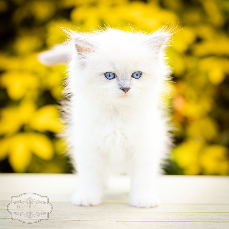 ragdoll-kitten-bicolor-lsad112w