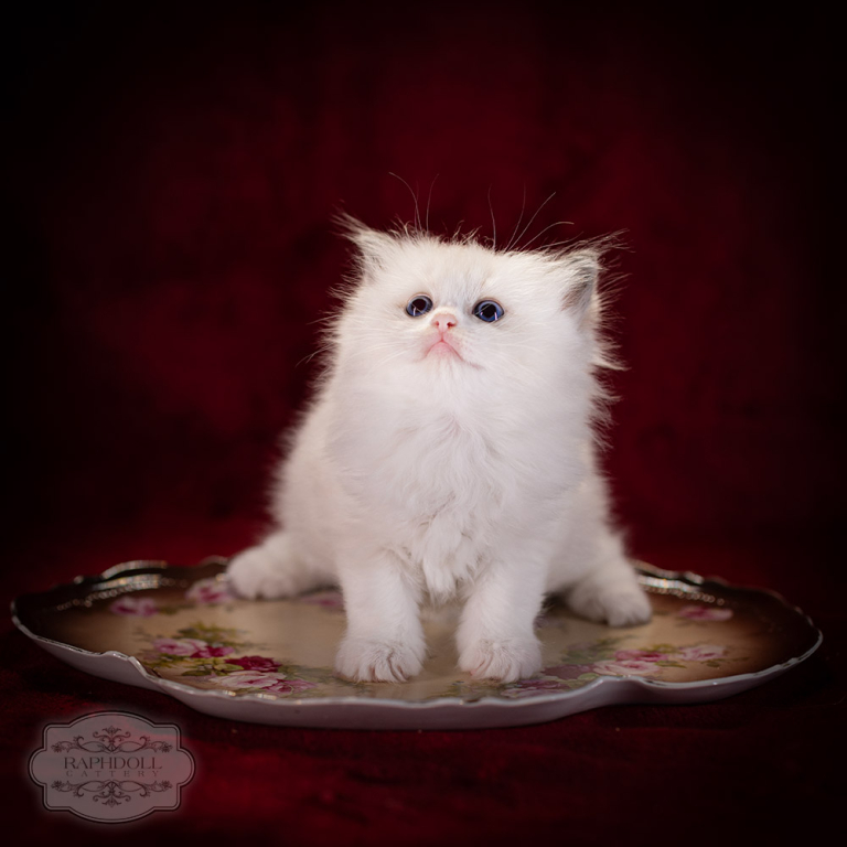 ragdoll-kitten-sale-LRDA-5w