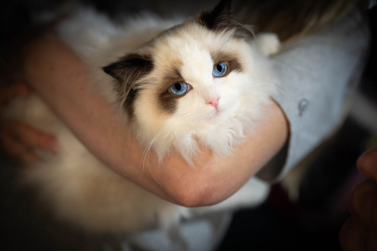 ragdolls-thames-tica-cat-show-apr-2026-61 ragdolls-thames-tica-cat-show-apr-2026-61