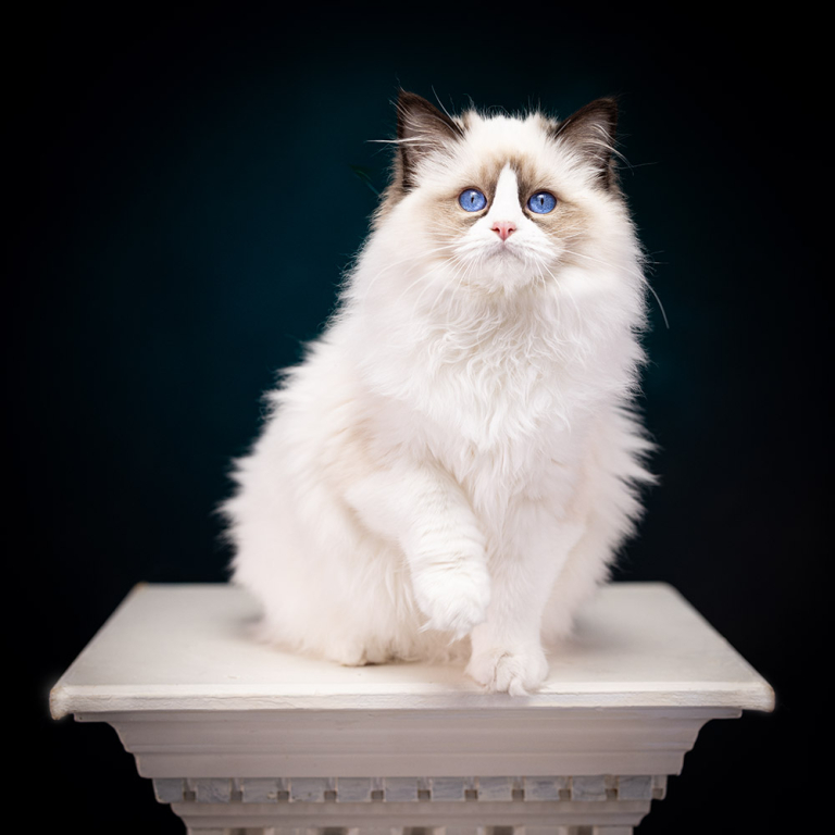 ragdoll-kitten-sale-LSCH