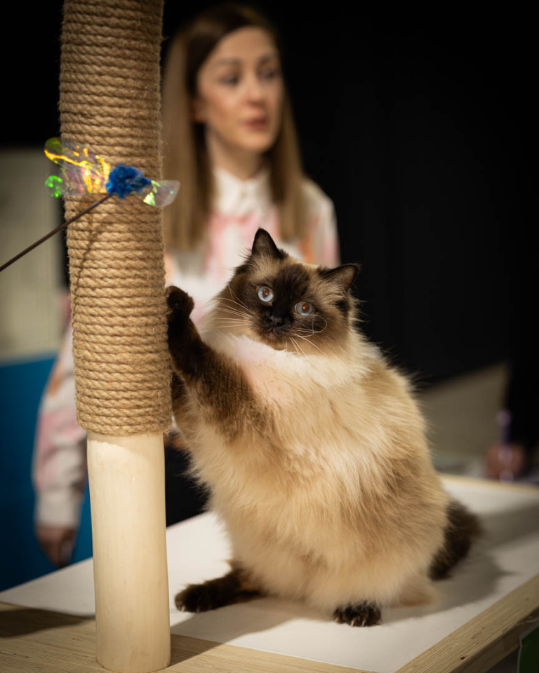 ragdolls-thames-tica-cat-show-apr-2026-31 ragdolls-thames-tica-cat-show-apr-2026-31