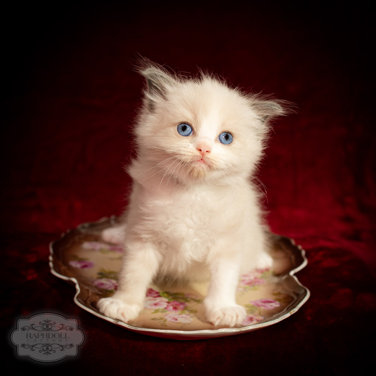 ragdoll-kitten-bicolor-LPBD-w