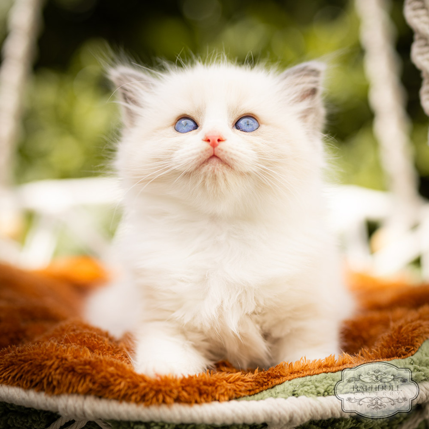 ragdoll-kitten-bicolor-for-sale-LPBA-w