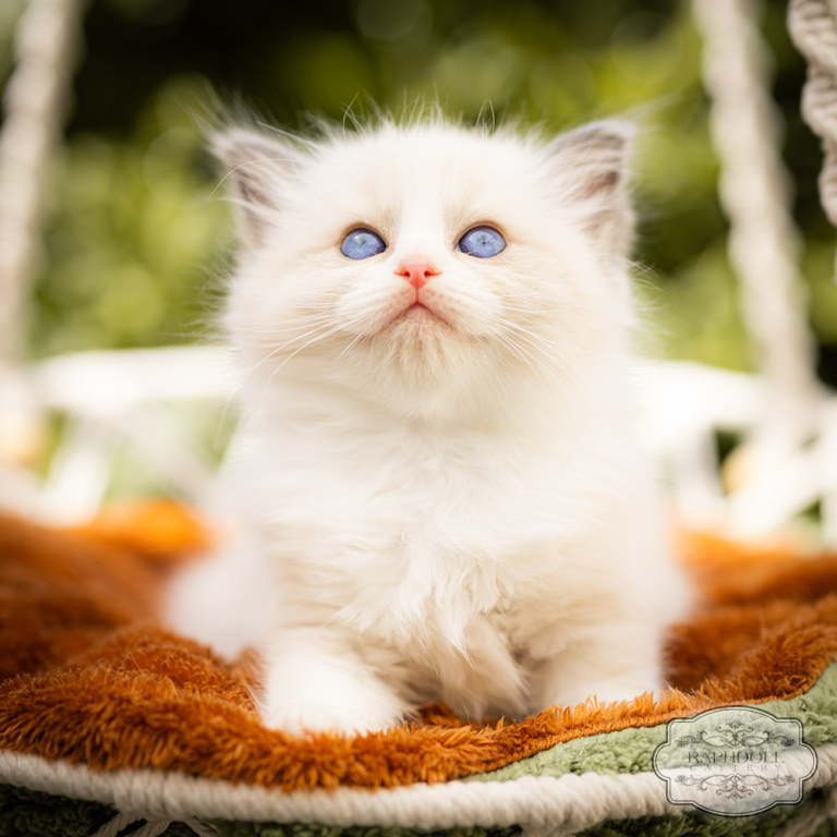 ragdoll-kitten-bicolor-for-sale-LPBA-w