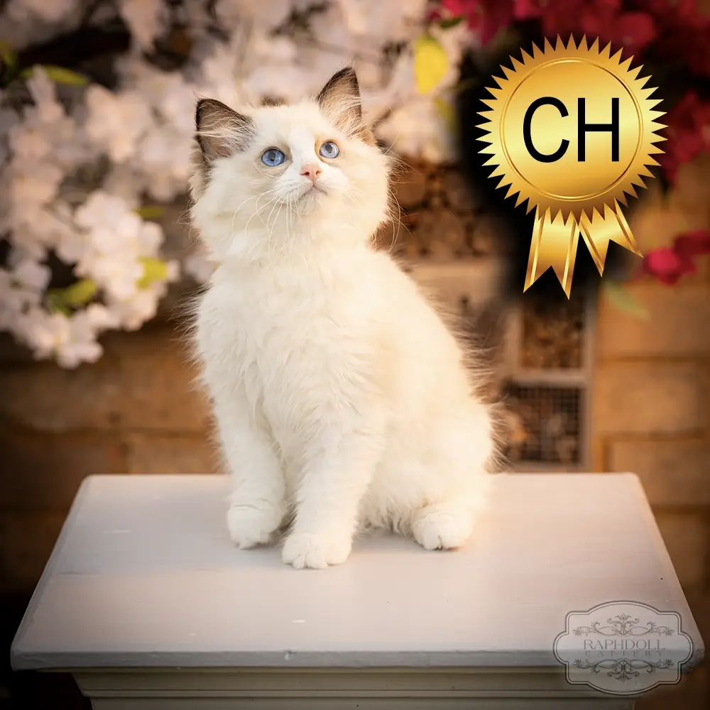 ragdoll-kitten-sale-ZPAD