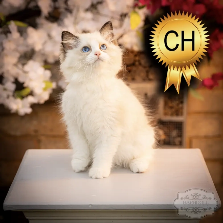Ragdoll kitten for sale ragdoll-kitten-sale-ZPAD