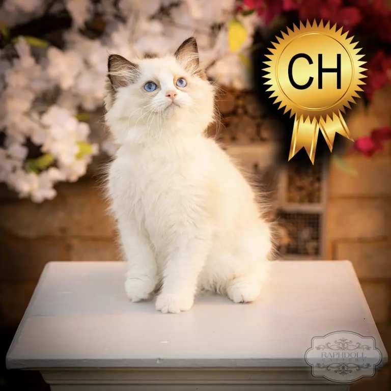 ragdoll kitten sale ZPAD ragdoll-kitten-sale-ZPAD