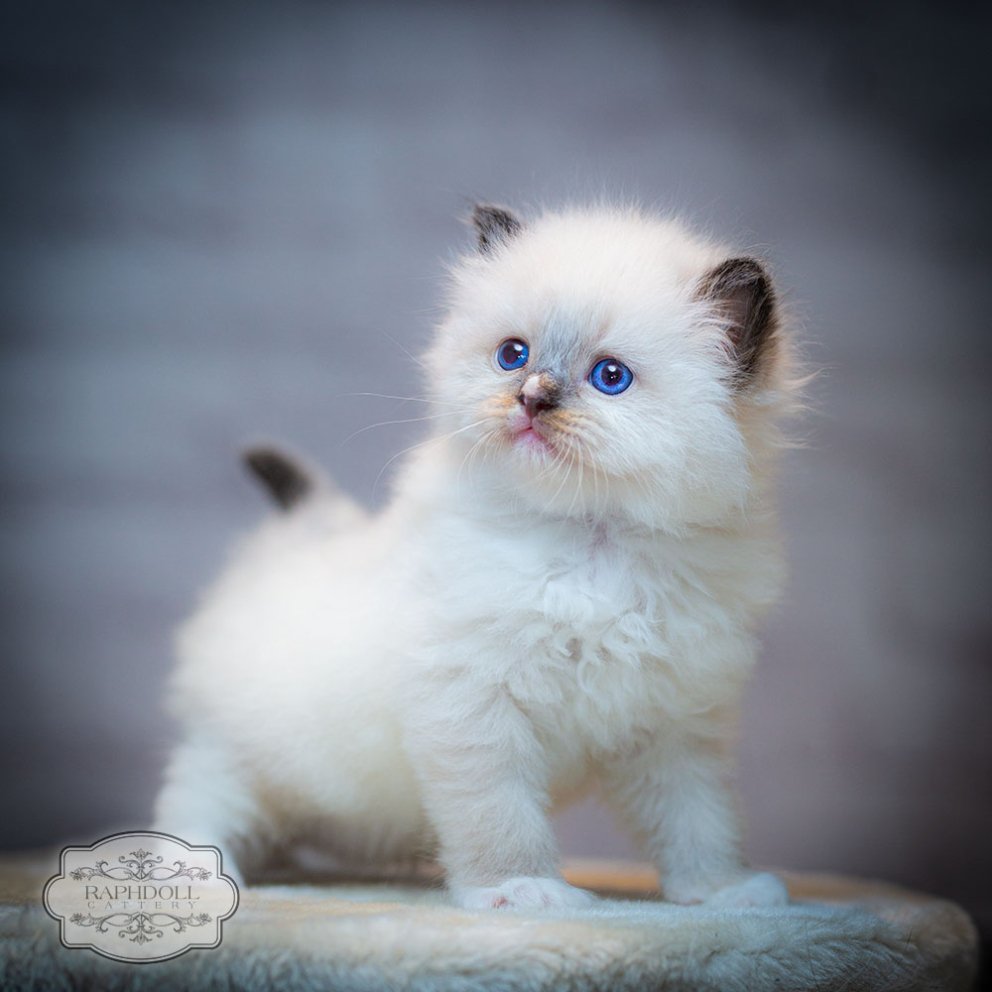 New Ragdoll kittens Feb 2024 - Ragdoll Cats