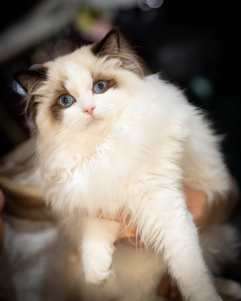 ragdolls-thames-tica-cat-show-apr-2026-60 ragdolls-thames-tica-cat-show-apr-2026-60