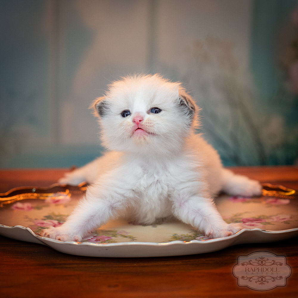 ragdoll-kitten-sale-ZPAB