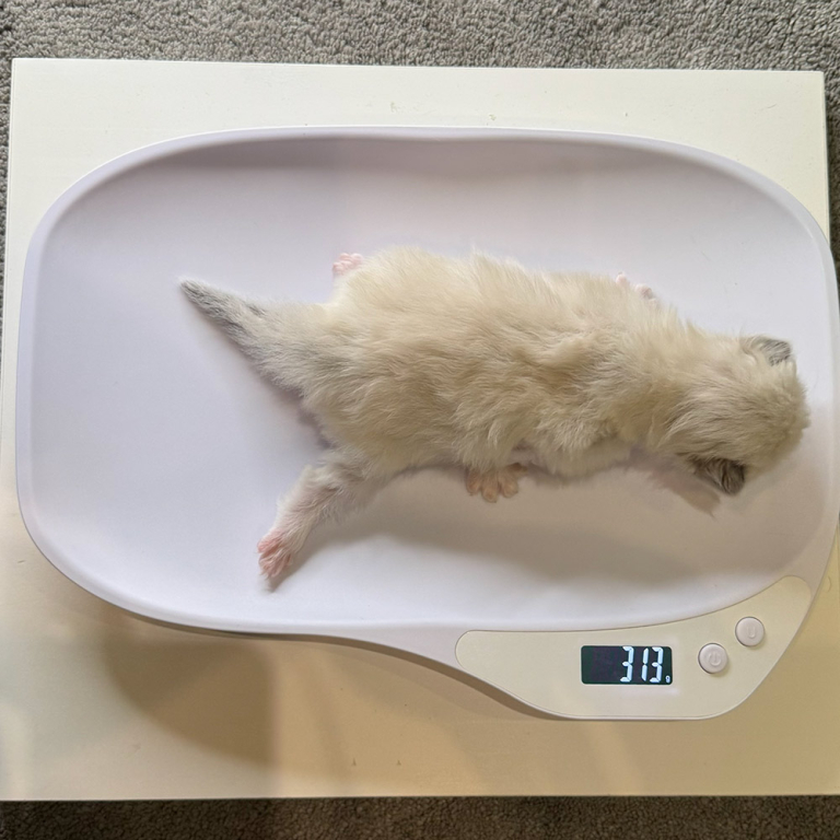 ragdoll kitten sale ragdoll-kitten-sale-LRDB