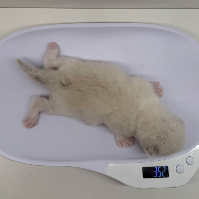 ragdoll-kitten-sale-LSDA-1w