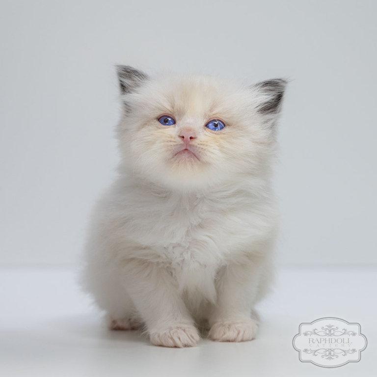 ragdoll-kitten-bicolor-sale-LPAE-w