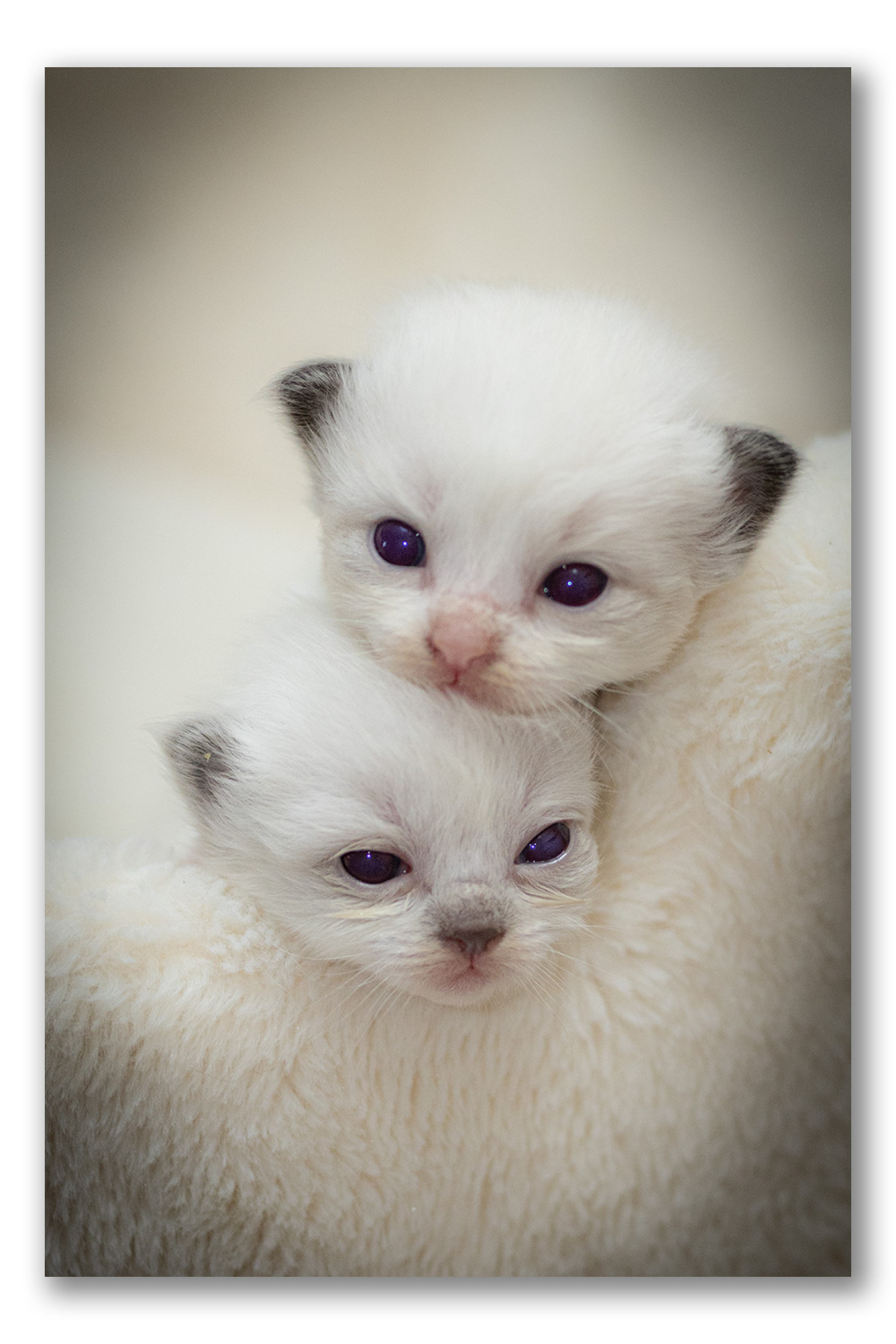 ragdoll-kitten-photo-lsax