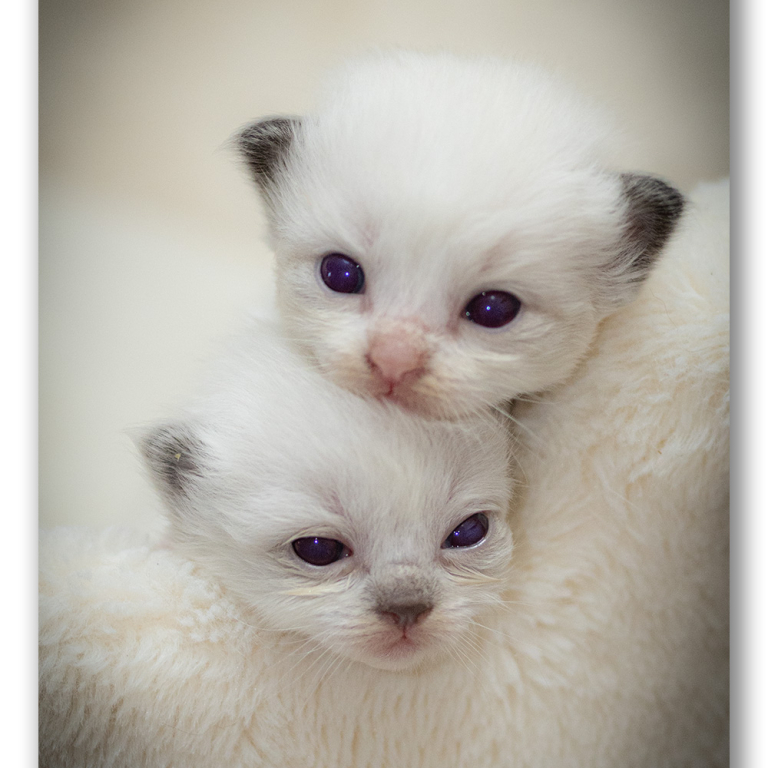 ragdoll-kitten-photo-lsax