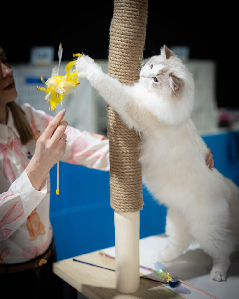 ragdolls-thames-tica-cat-show-apr-2026-72 ragdolls-thames-tica-cat-show-apr-2026-72