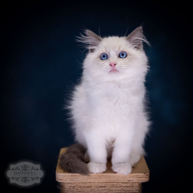 -ragdoll-kitten-sale-LSCC