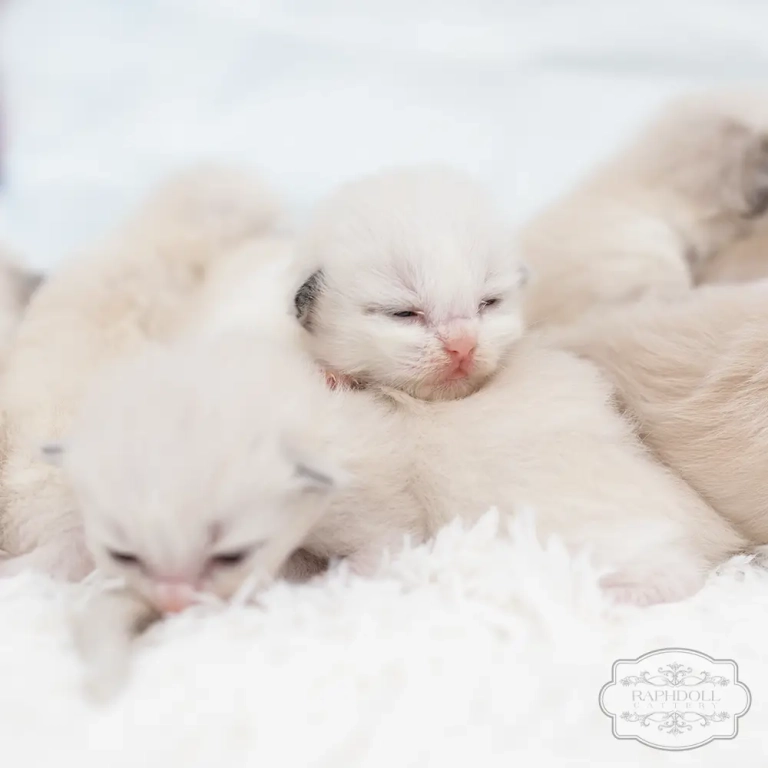 ragdoll-kittens-sale5