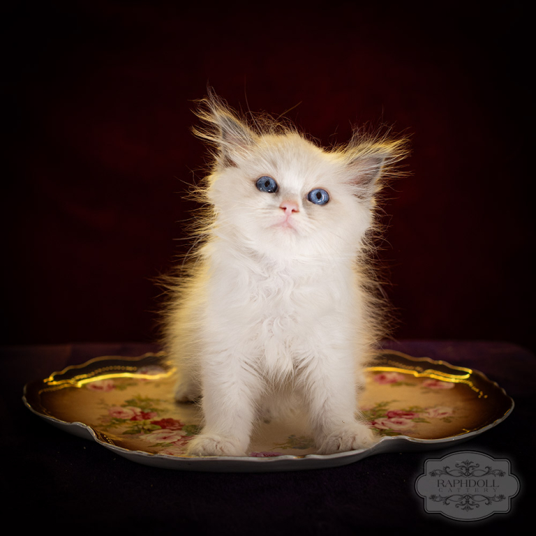 ragdoll-kitten-sale-LPCB