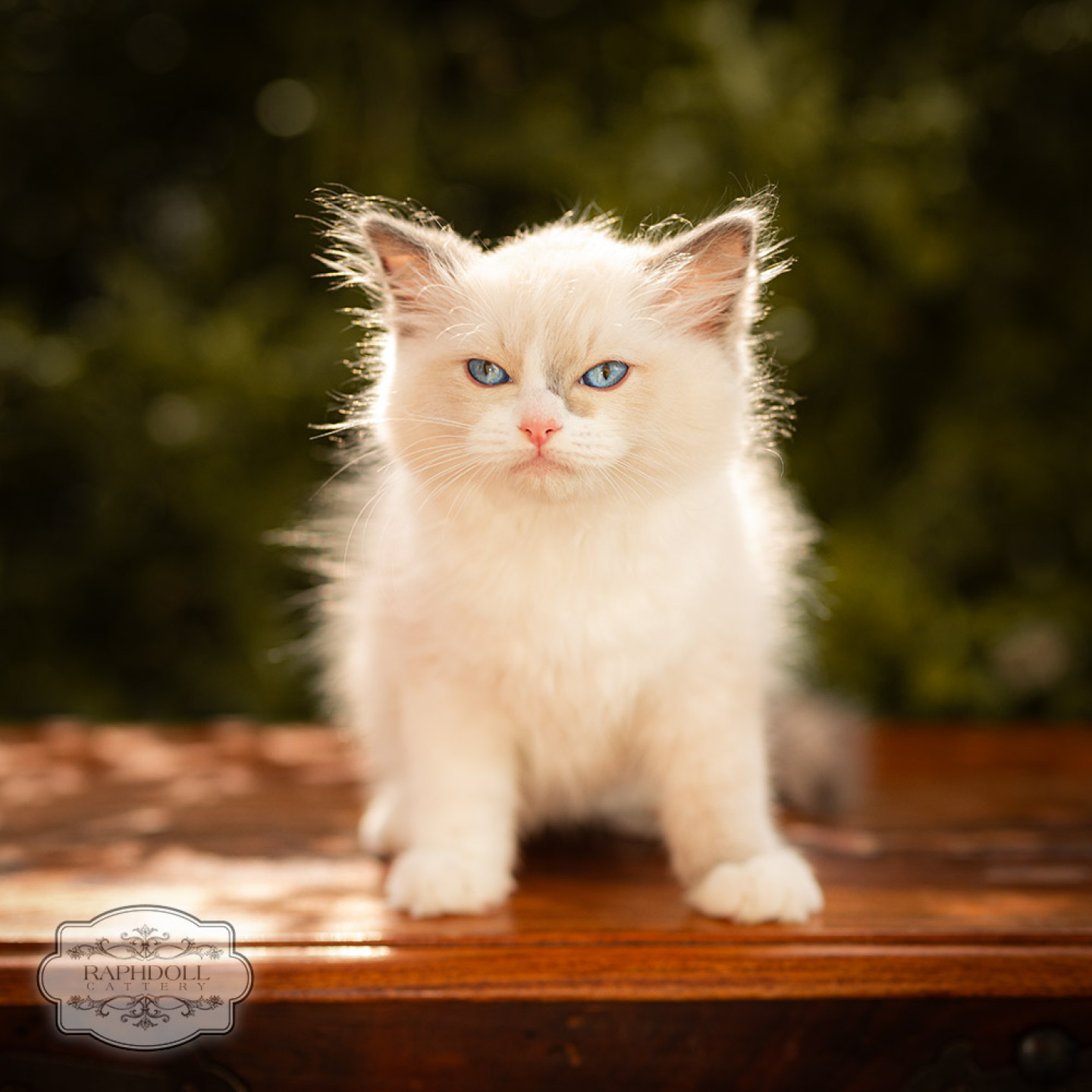 ragdoll-kitten-for-sale-london-LPBB