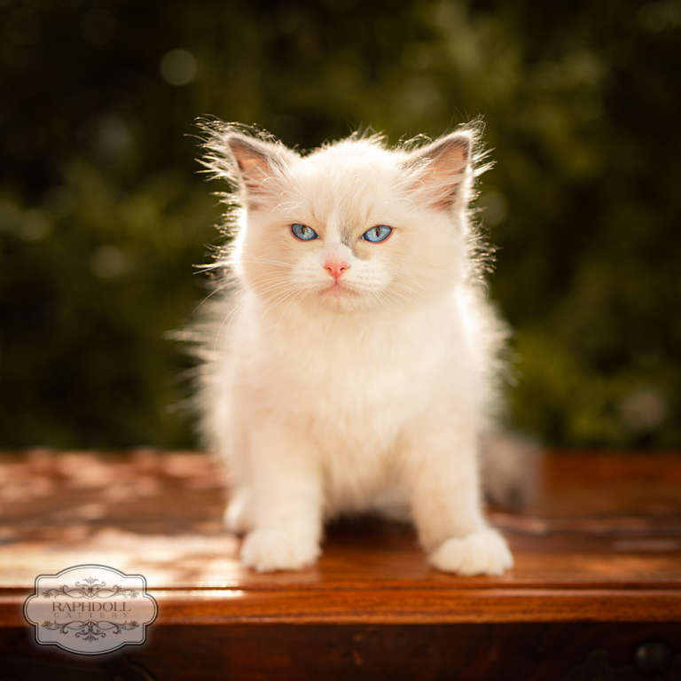 ragdoll-kitten-for-sale-london-LPBB