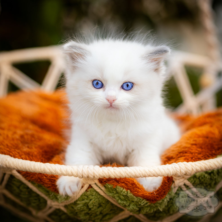 ragdoll-kitten-bicolor-lraa112-w