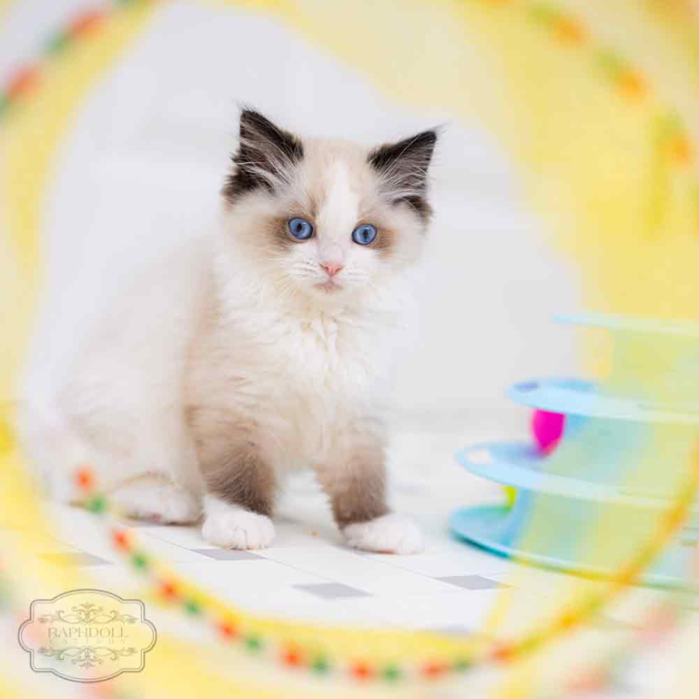 ragdoll-kitten-bicolor-LPAB2-w