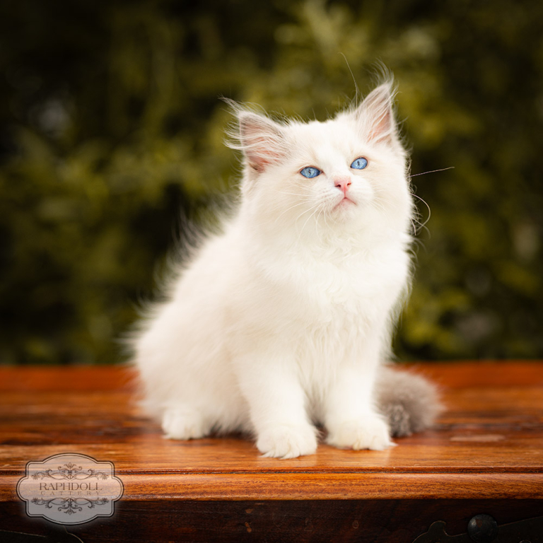 ragdoll-kitten-for-sale-london-LPBA