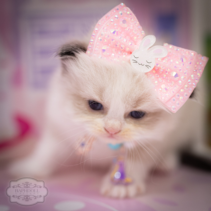 Ragdoll kitten Bicolor for sale ragdoll-kitten-for-sale-lpbc2