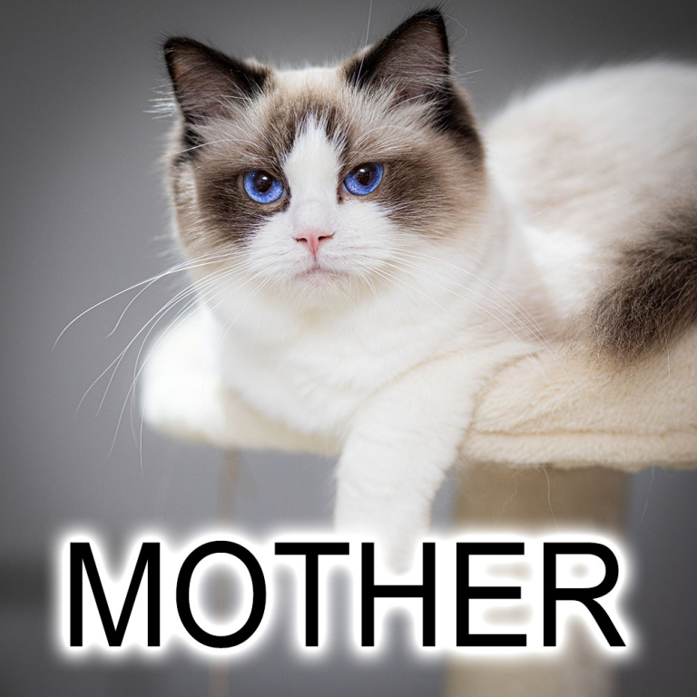 ragdoll-cat-bicolor-rafaella-mother