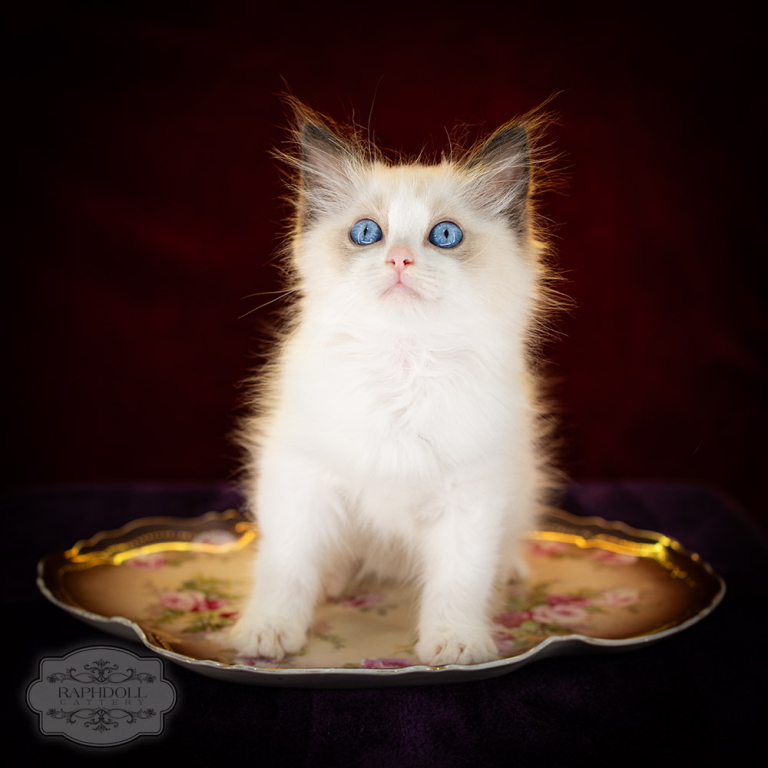 ragdoll kitten sale LRCA ragdoll-kitten-sale-LRCA