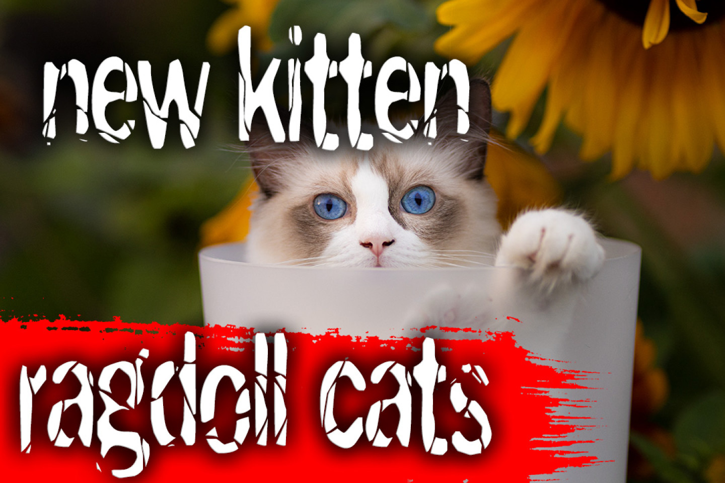 ragdoll-new-kitten