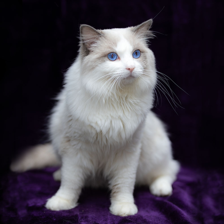 ragdoll-cat-bicolor-lucky1w