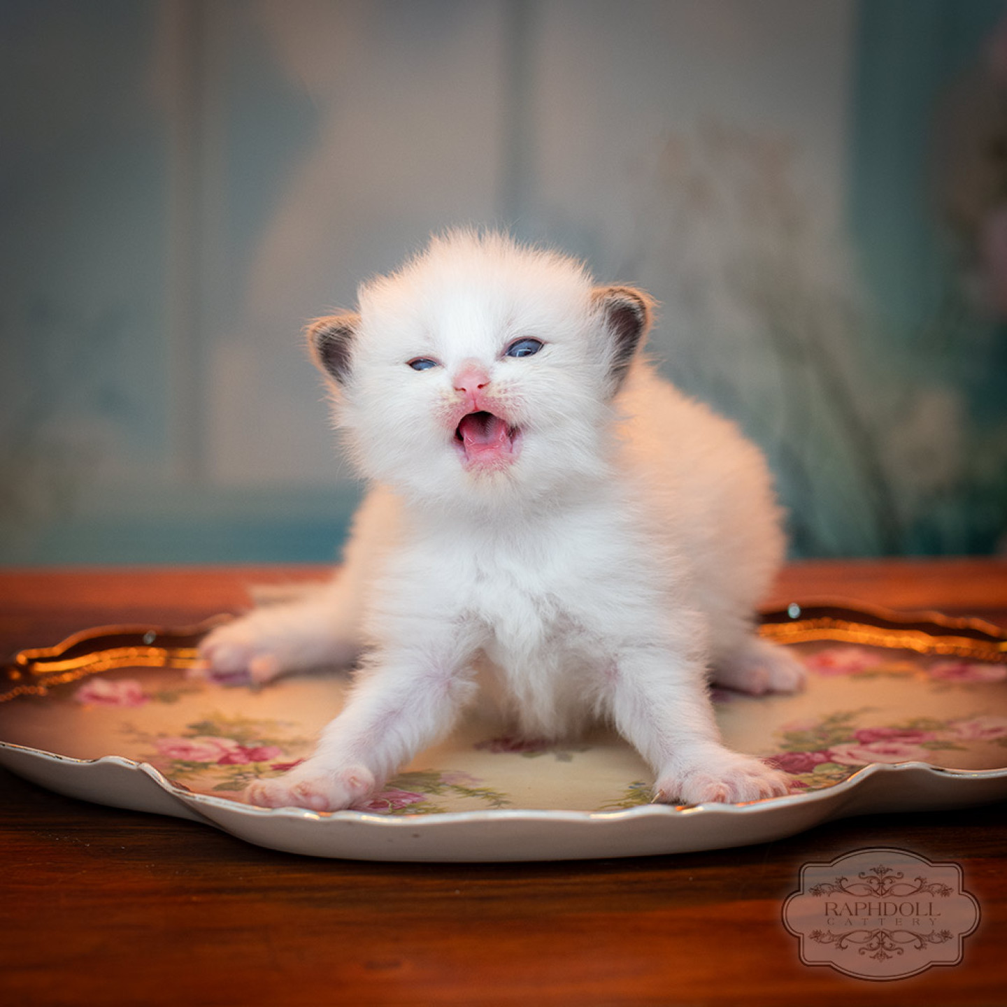 ragdoll-kitten-sale-ZPAE