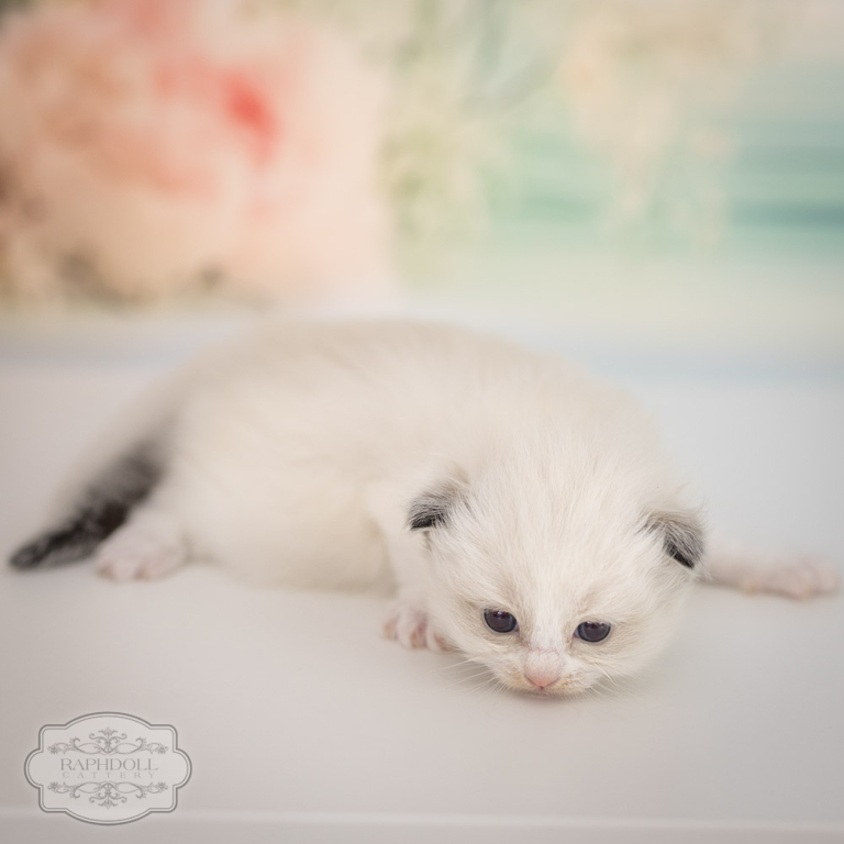 ragdoll kitten sale ragdoll-kitten-sale-LRDB