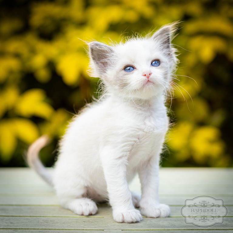 ragdoll-kitten-bicolor-lsae11w