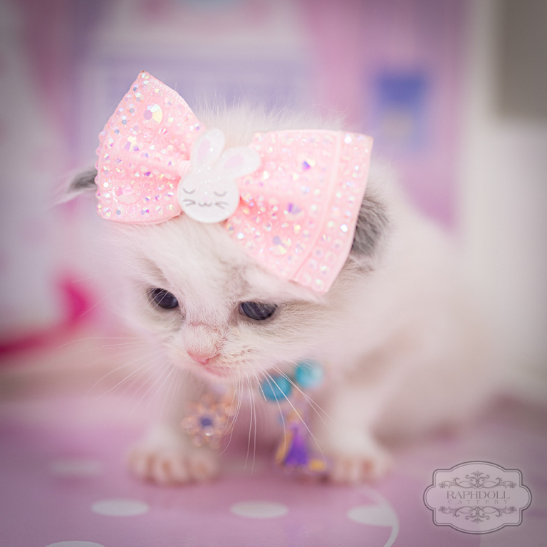 ragdoll-kitten-for-sale-lpbe1
