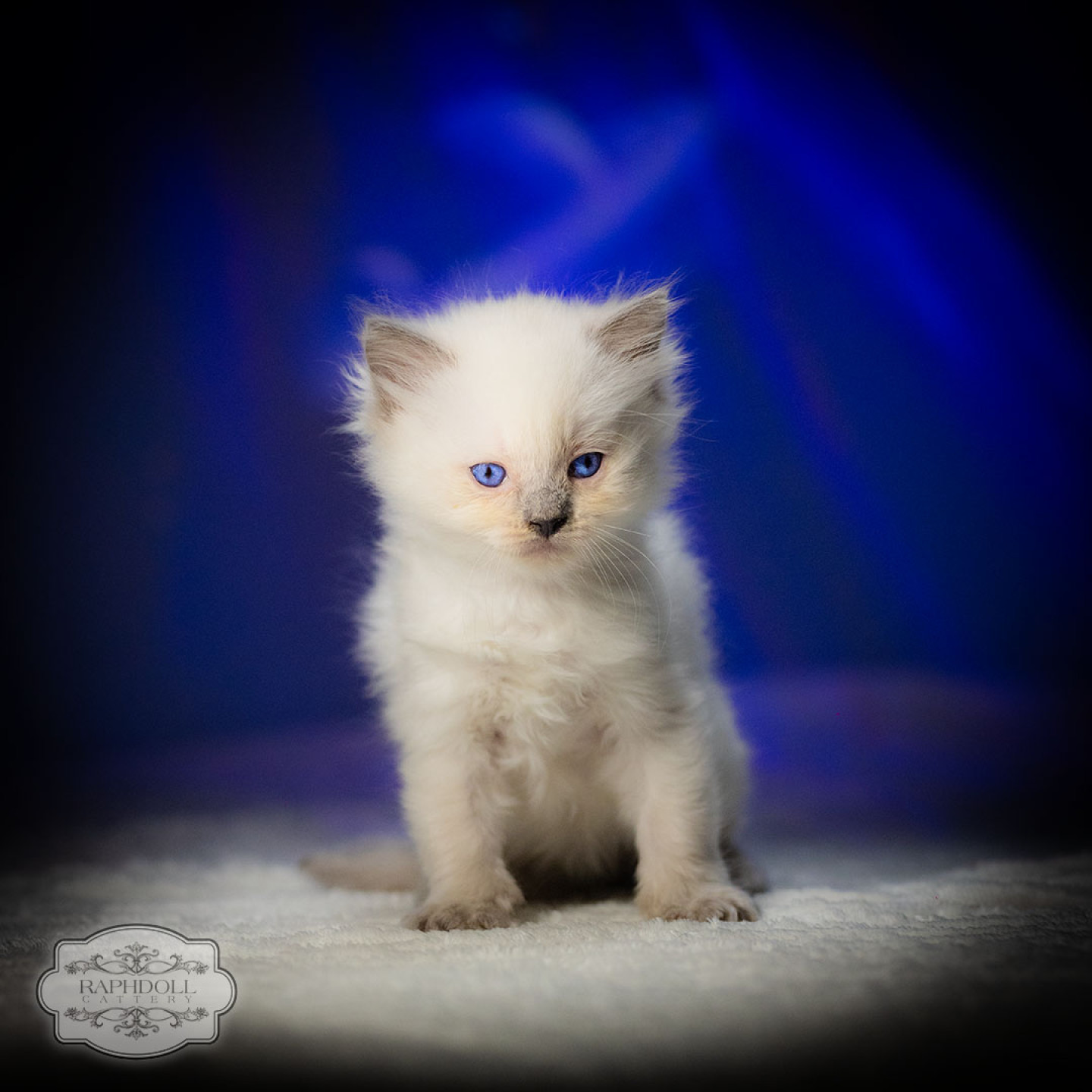 ragdoll-kitten-for-sale-pkac1w