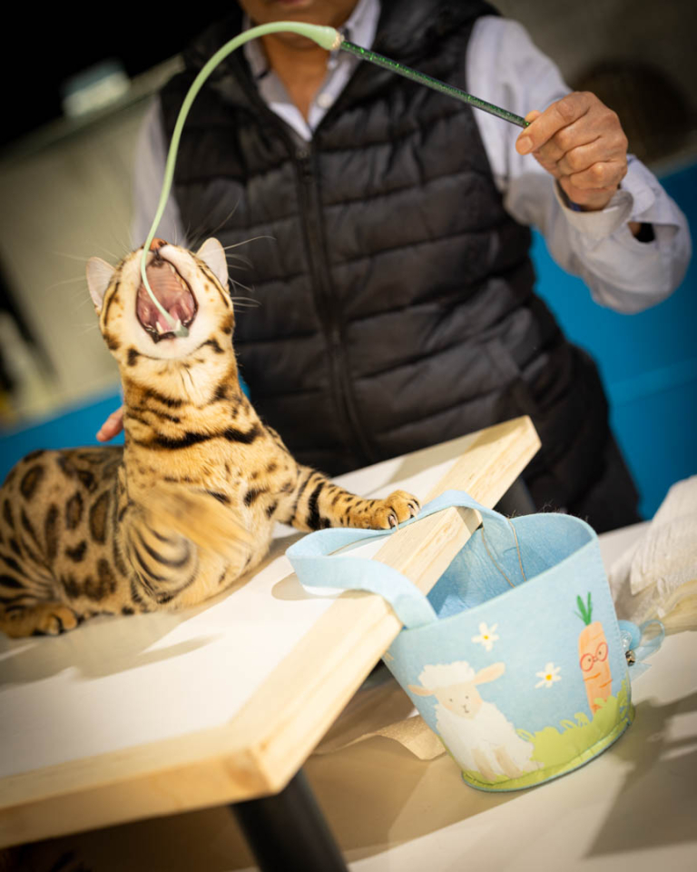 ragdolls-thames-tica-cat-show-apr-2026-47 ragdolls-thames-tica-cat-show-apr-2026-47