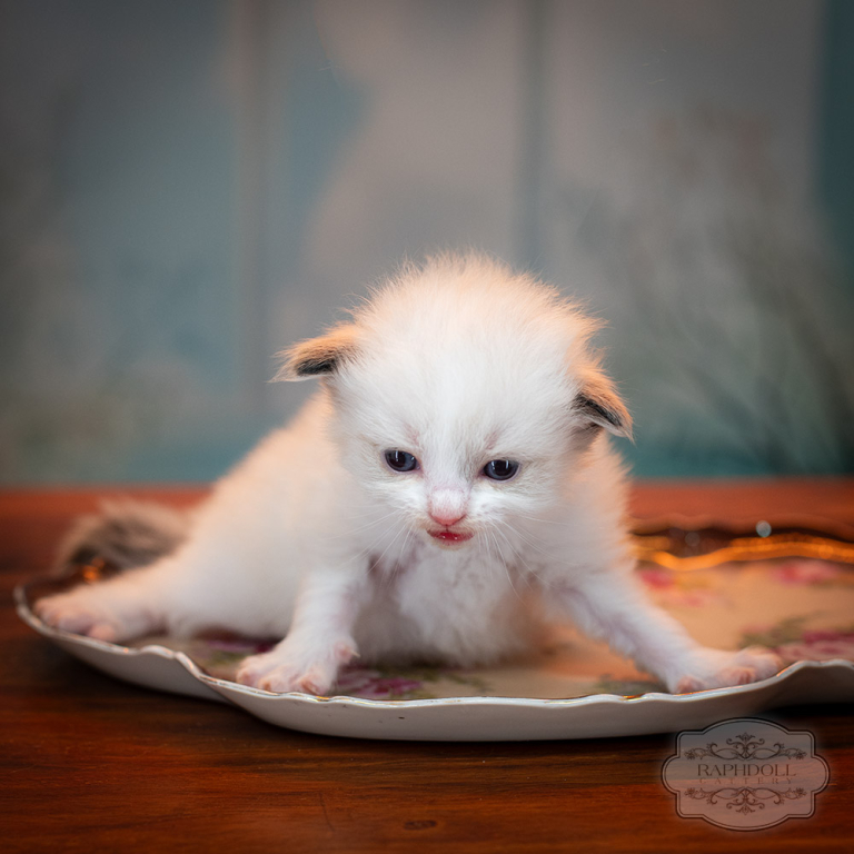 ragdoll-kitten-sale-ZPAD