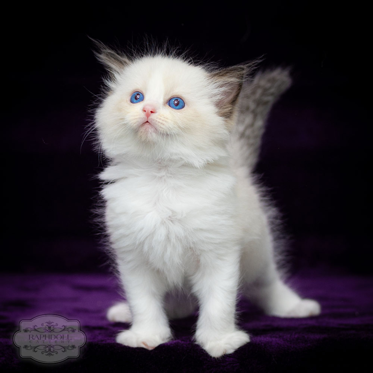 ragdoll-kiktten-bicolor-sale-lsaa11